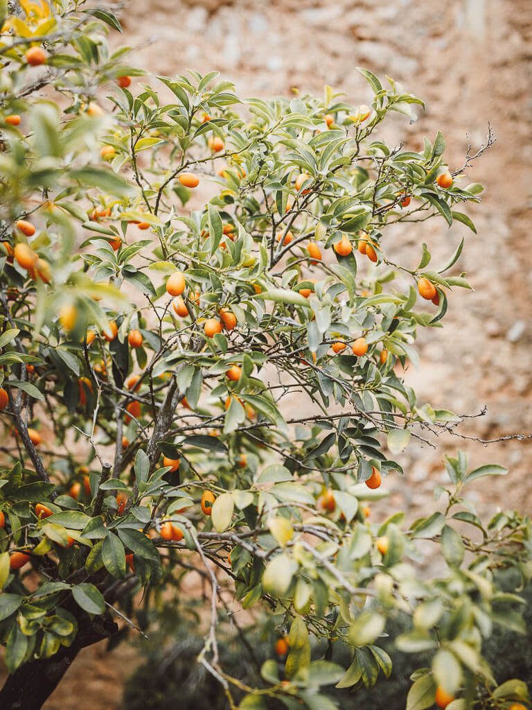 Finca Santa Lucia - Hochzeitslocatoin Mallorca