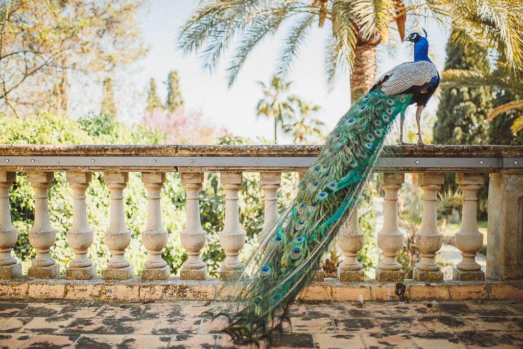 Finca Santa Lucia Hochzeit Mallorca