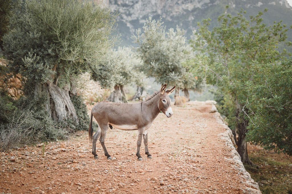 Hochzeit auf Mallorca Belmond La Residencia