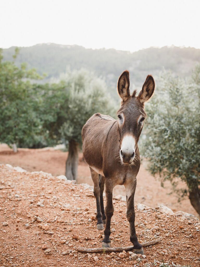 wedding photographer mallorca