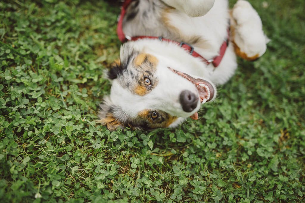 Hochzeit Schloss Spreewiese