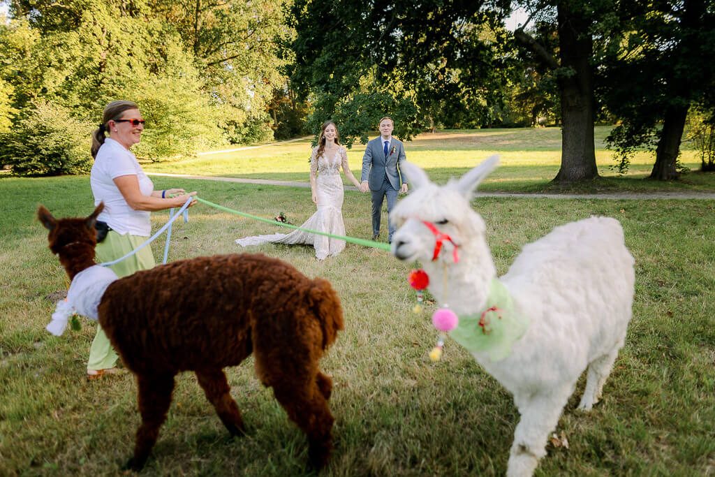 Alpakas - Hochzeit Schloss Machern