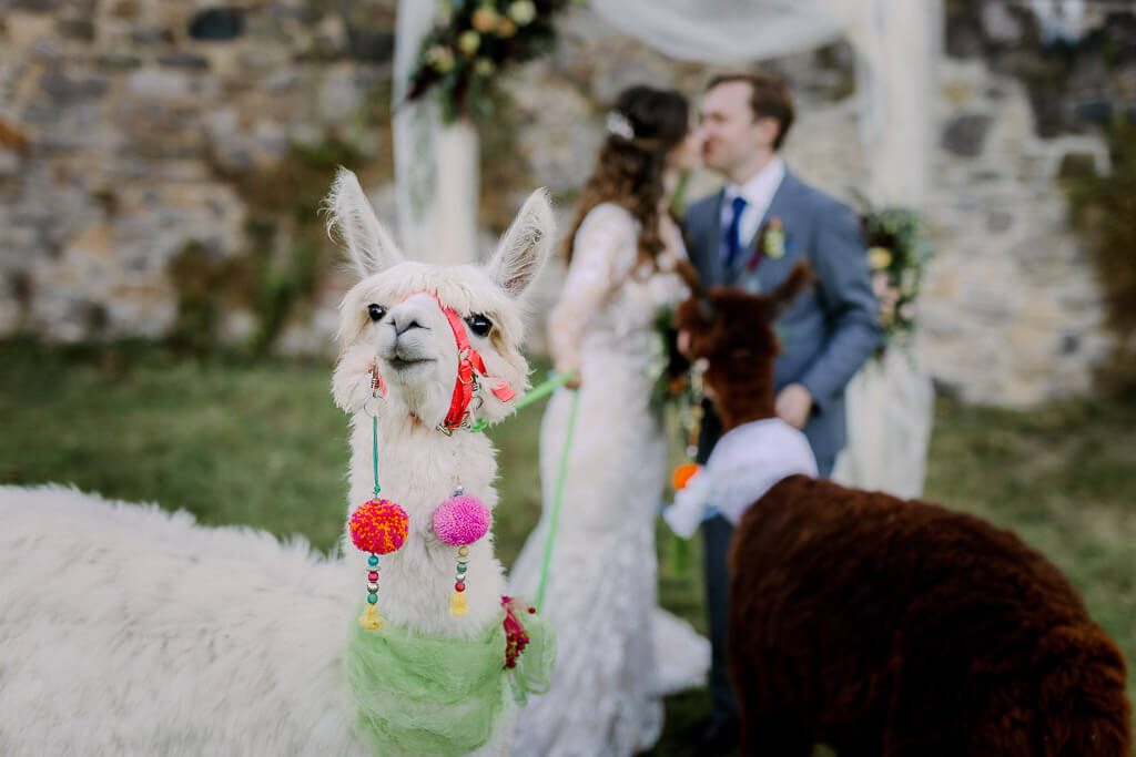 Hochzeitsshooting mit Tieren - Hochzeit Schloss Machern